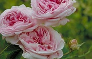 Specie di rose - Rose - Guida alle diverse specie di rose