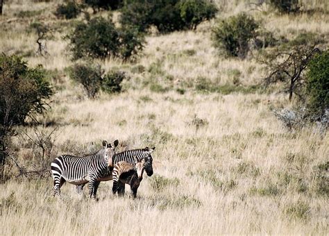 Using our support center, a zebra location solutions customer can submit service requests online and track their progress and access information in our expansive knowledge base. Mountain Zebra National Park - Wikipedia
