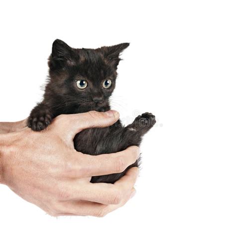 Little Cat On Hands Stock Photo Image Of Black Kitty 35732362