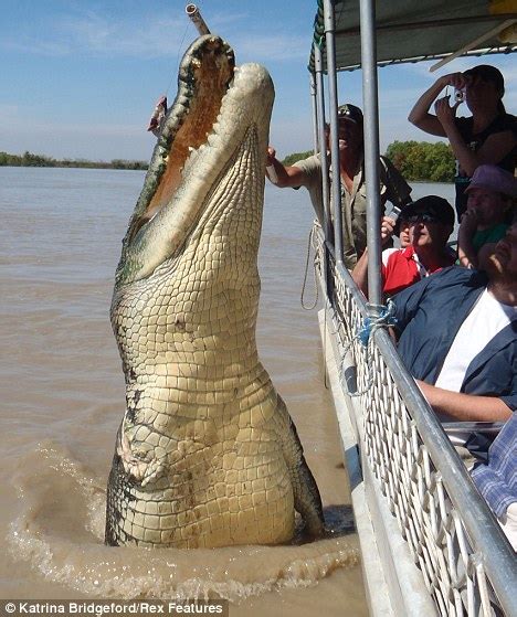 Giant Crocodile Brutus Gives Tourists A Shock As He Leaps From Water