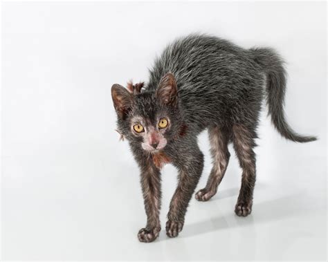 Meet The Cat That Resembles A Werewolf Picture Amazing Animals From