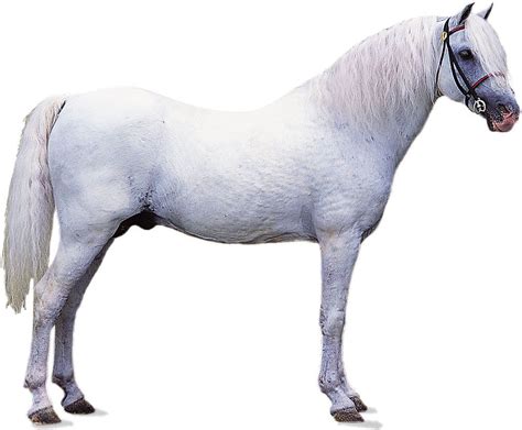 Welsh Pony Welsh Pony History Characteristics And Breeds Britannica
