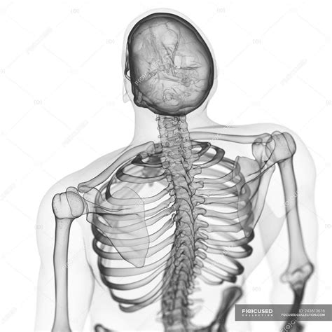 Illustration Of Back Bones In Human Skeleton — Body Thoracic Stock