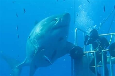 Video Is This 20 Foot Great White Shark The Largest Ever Recorded Outdoorhub