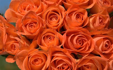Orange Roses Wallpaper High Definition High Quality Widescreen