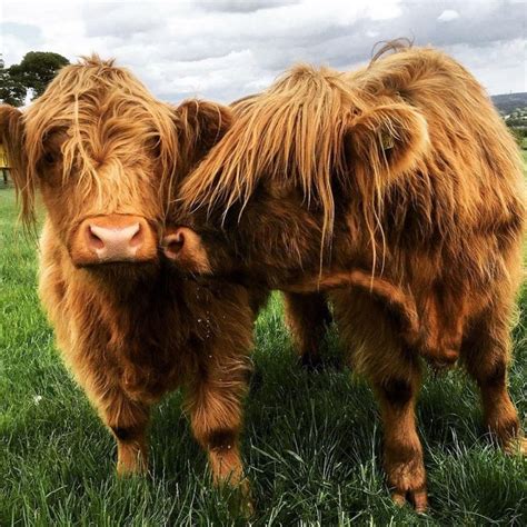 Visitscotland Visitscotland Twitter Cow Scottish Highland Cow