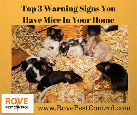 Top 3 Warning Signs You Have Mice In Your Home Rove Pest Control