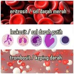Maybe you would like to learn more about one of these? Nama lain sel darah merah, sel darah putih, dan keping ...