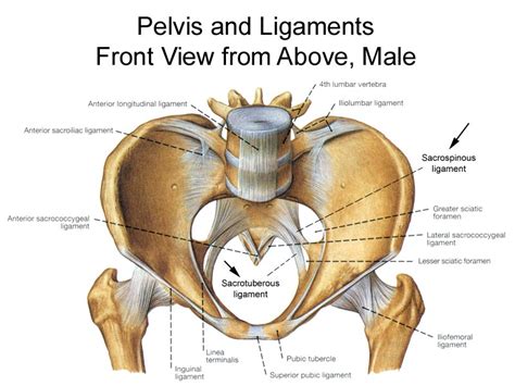 Bony Pelvis Anatomy Bone And Spine