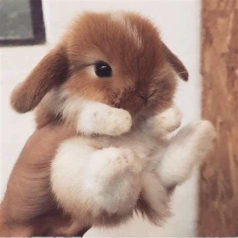 A Small Brown And White Rabbit Is Holding It S Paws Up