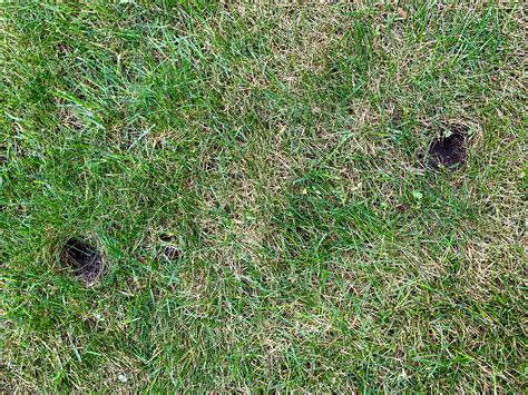 Armadillo Holes In Yard When Invasive Species Help Armadillos Provide