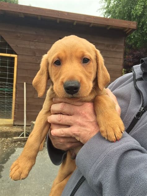We favor a particular shade of yellow labradors that have been nicknamed fox red labradors due to their golden rust color. READY NOW! ONE LEFT! KC Reg Fox Red Labrador Puppies. | in ...