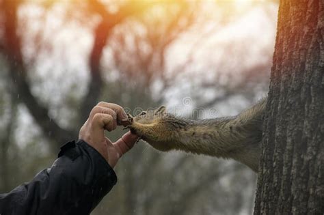 Squirrel Takes A Nut From A Man S Hands Stock Photo Image Of Animals