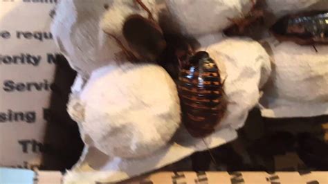 dubia roaches unboxing youtube