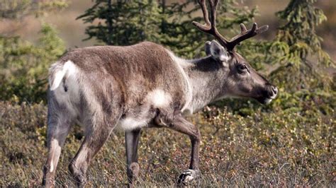 The Val Dor Caribou Will Not Be Welcomed By The Saint Félicien Zoo