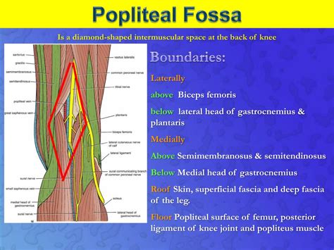 Ppt Popliteal Fossa Posterior Compartment Of Leg And Sole Of Foot