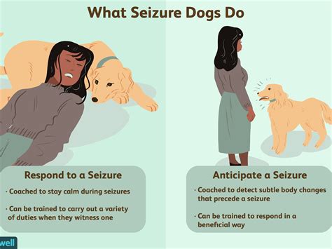 How To Handle A Dog With Seizures