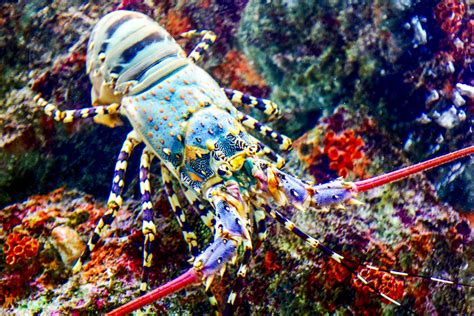 Spiny Lobster Rock Lobster Facts