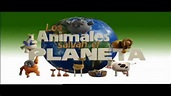 Los animales salvan el Planeta (compilado) - YouTube