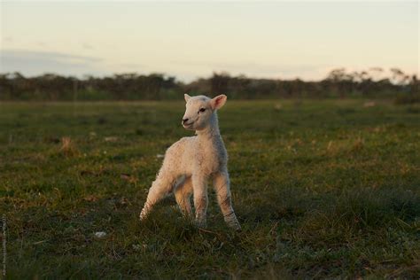 Lamb Standing Proud In A Field By Stocksy Contributor Adrian P Young