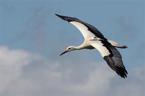 Juvenile White Stork In Flight Sussex Uk Photograph By Nick Upton