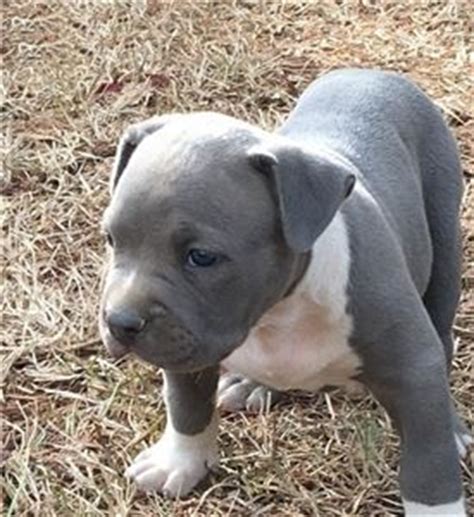 Many dog breeders with puppies for sale also offer a health guarantee. William the male blue nose pit bull puppies with s