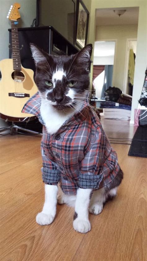 This Cat And His Shirt Are Cooler Than You Aww