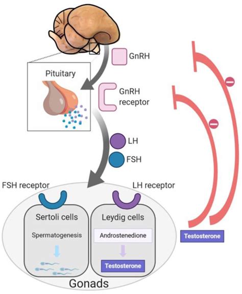 Functional Differences In The Hypothalamic Pituitary