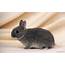 Bunnies  Bunny Rabbits Wallpaper 16438007 Fanpop