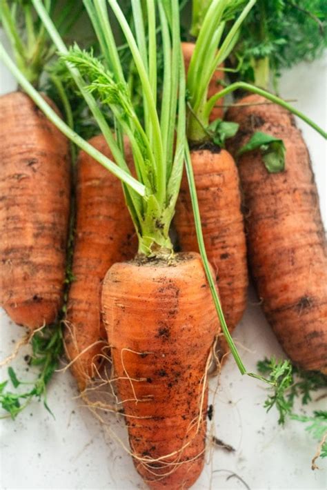 We Grew Giant Carrots Brooklyn Farm Girl