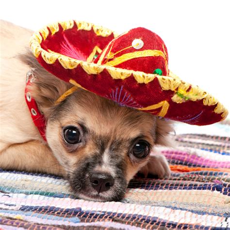 History Timeline Of The Chihuahua Dog Breed Dog Friendly Scene