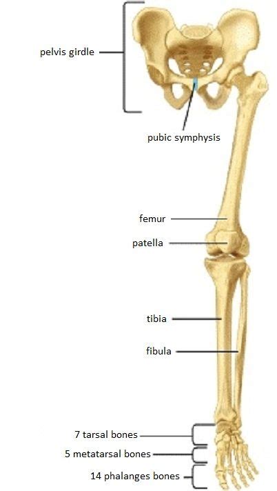 The former is a type of connective tissue made up of cells as a lever. Skeletal System Diagrams | Anatomy bones, Human anatomy ...