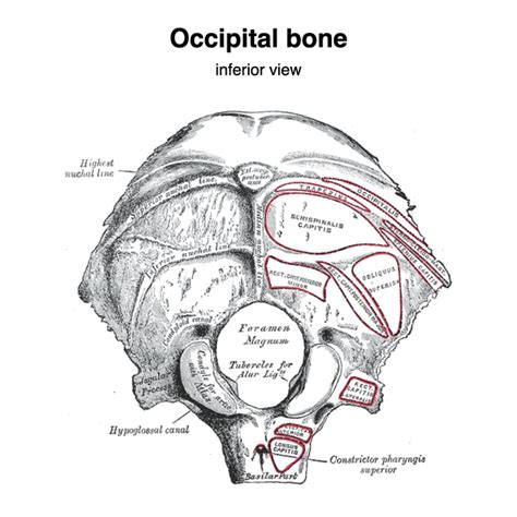 Os Occipitale Pacs