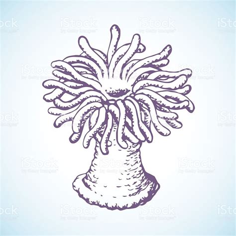 Sea Anemone Vector Sketch Vector Id539335314 1024×1024 Vector