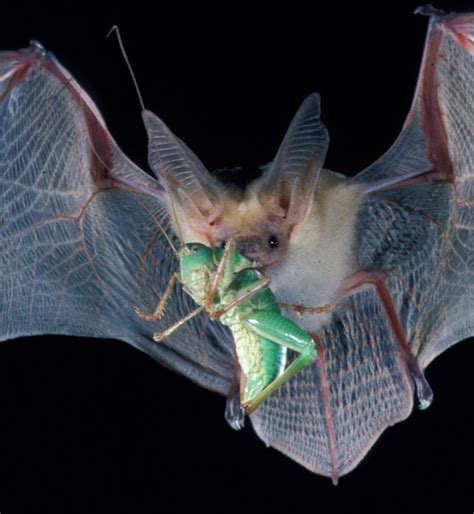 Pallid Bat Antrozous Pallidus In Flight With Katydid Cute Bat Bat