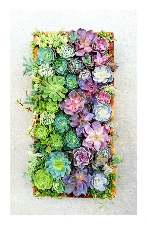 Vertical gardens are increasing in popularity not only due to their aesthetic appeal but also their functionality. Living Artwork: How to Construct a Vertical Succulent ...