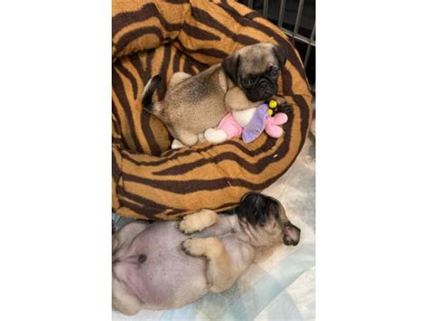 In one corner you have your male pug puppy and the other corner you. 3 males pug puppy for adoption in Dallas, Texas - Puppies for Sale Near Me