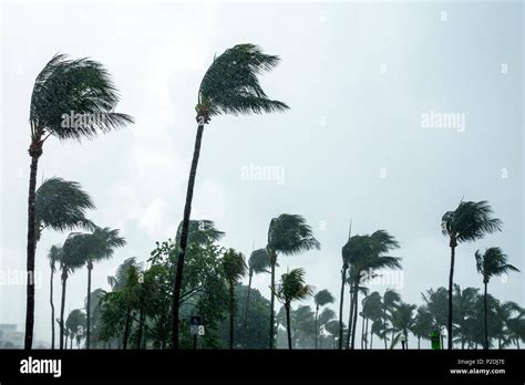 Floridafl Southmiami Beachlummus Parktropical Storm Force Winds