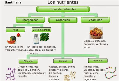 Biologia2bachcamp 3º Eso Tema 4 NutriciÓn AlimentaciÓn Y Salud