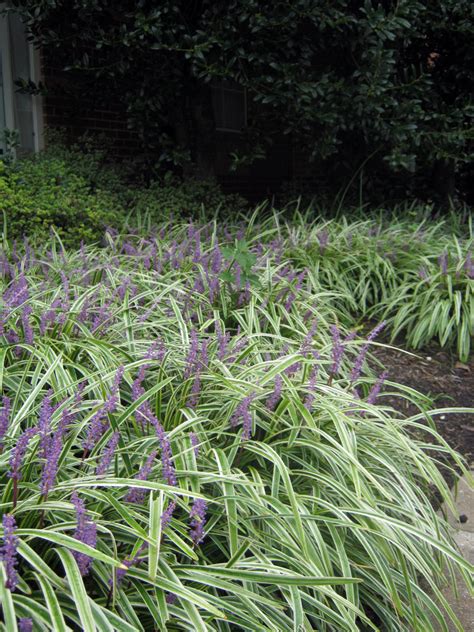 Fall Flowers Late Blooming Perennials And Shrubs Dengarden