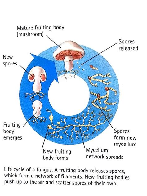 Fungal Life Cycle Diagram