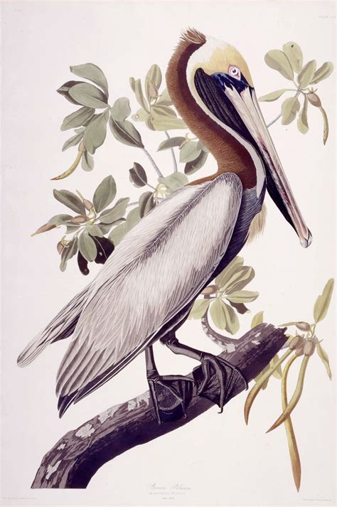 Brown Pelican Toronto Public Library Audubon Prints John James