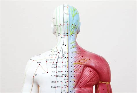 Understanding Acupuncture Points A Guide To The Bodys Energy Pathways Think Acupuncture