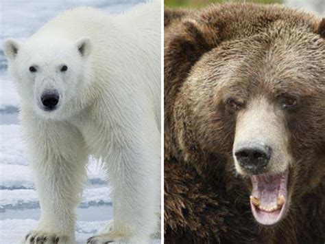 Polar Bears Mating With Grizzly To Create New Hybrid ‘pizzy Bear