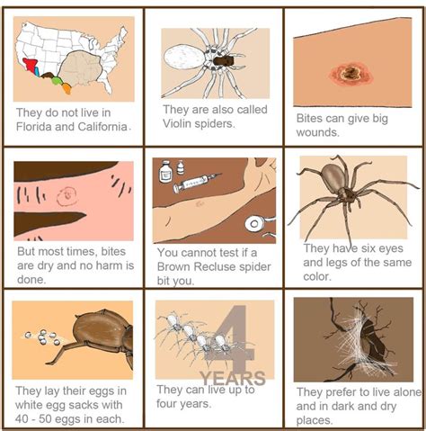 Illustration Of Recluse Spider Features Brown Recluse Spider Brown