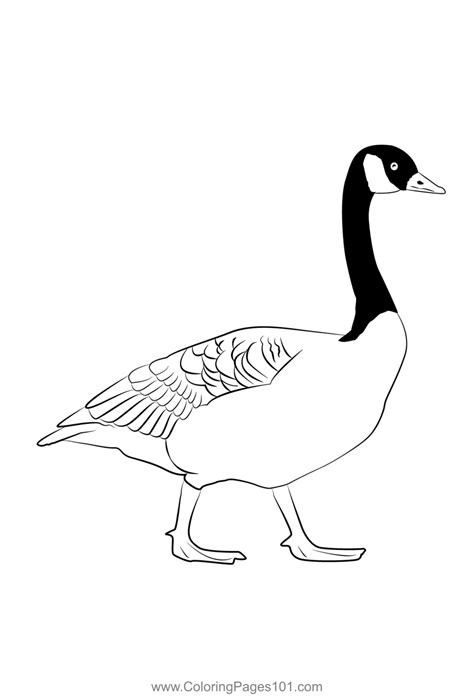 Canada Goose 7 Coloring Page For Kids Free Swans And Geese Printable