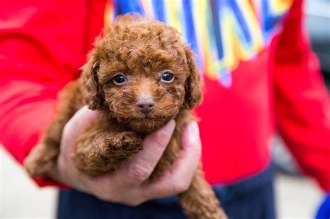 You will see different variations in these tones. Toy Poodle Puppies For Sale | Houston, TX #108685