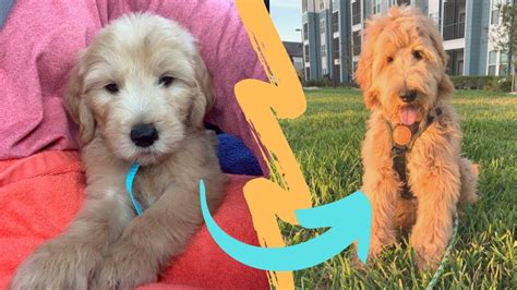Welcome back to our channel! F1 GOLDENDOODLE growing UP | from 2 to 6 MONTHS - YouTube
