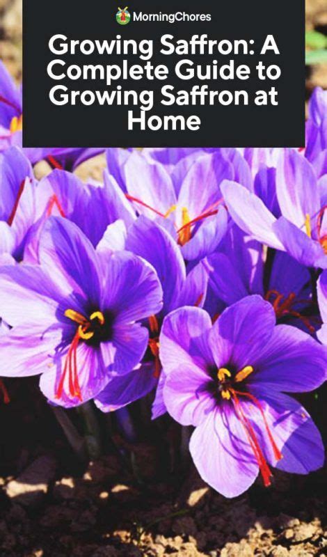 Growing Saffron A Complete Guide To Planting And Taking Care Of