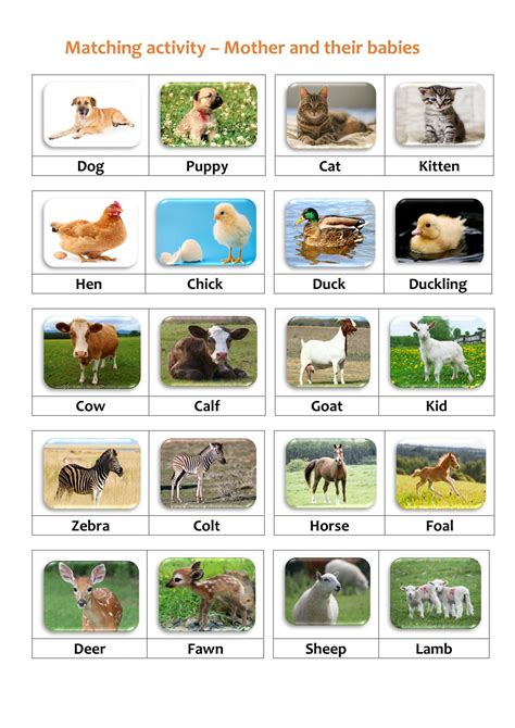 Matching Activity Animals And Their Young Mother And Baby Animals